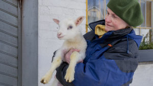 Leena Ingberg owns about a hundred sheep on Hinder farm in Täkter.  Here with one of them in his arms. 