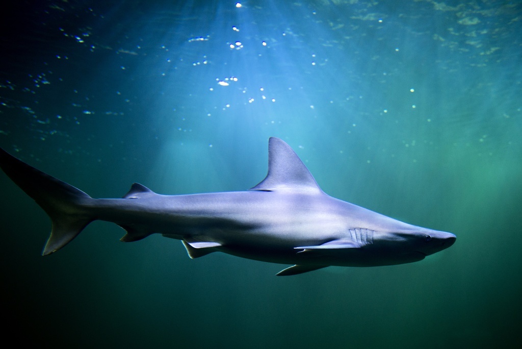 Sharks find their way with the Earth's magnetic field