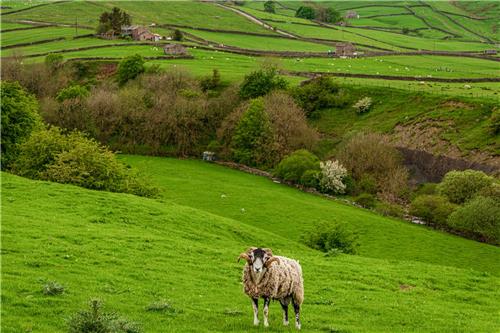Agricultural policy in England after Brexit - Agricultural News
