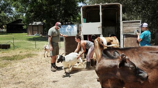 Goats are some of the last animals Cassandra Odom and Derek Lockhart cleared from their farm with the help of the Geyer couple.