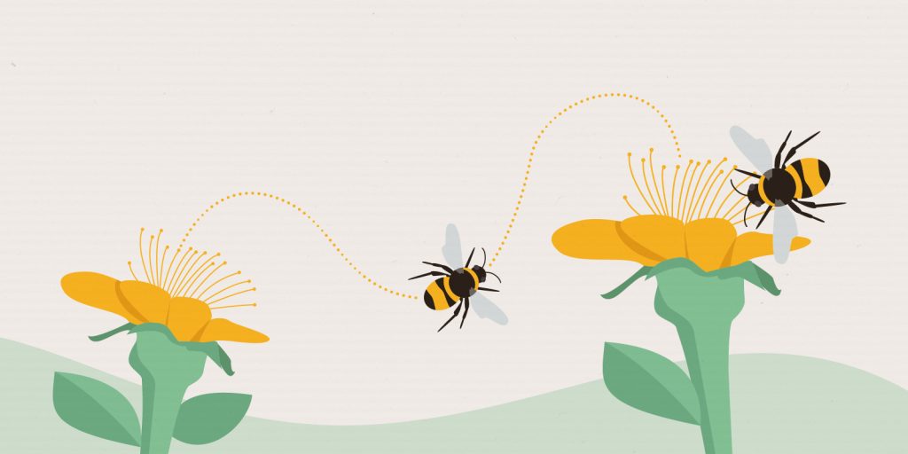Why are bees and other pollinators declining?  (graphics) |  News