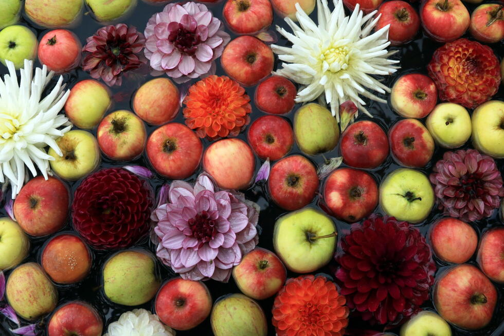 This year's Sofiero Castle Park gardens are filled with apples and dahlias.