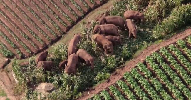 A herd of elephants roaming in China on their way home