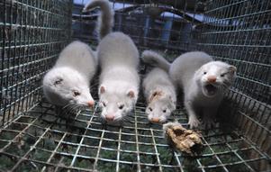 At the beginning of the year, the government chose to stop breeding on Swedish mink farms in 2021 due to the fact that mink could host the coronavirus. 