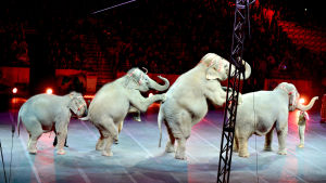 Ringling Brothers cirkuselefanter i januari 2016.