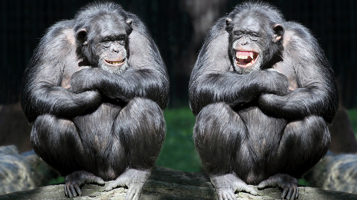 'Junk DNA' explains the difference between humans and chimpanzees