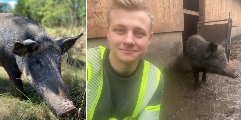 Unwelcome fertilization of wild boars in Oscar's pastures