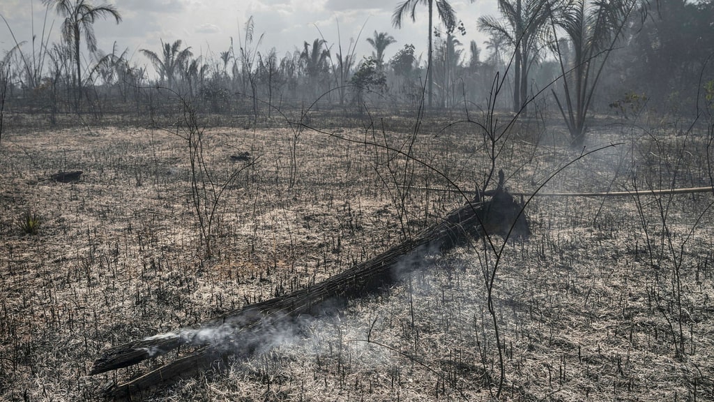 More than 100 countries pledged at the Climate Summit to halt deforestation