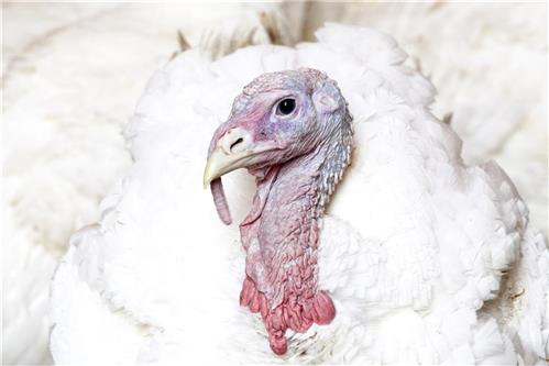 Avian influenza in Skåne - agricultural news