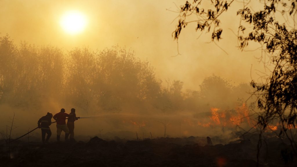 Årets skogsbränder står för stora koldioxidutsläpp