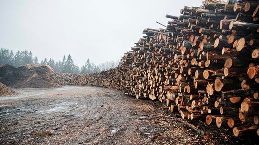 At a firewood station in Uddevalla, logs are waiting to be burned as bioenergy.  Biomass is also included in the physical footprint.