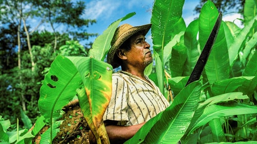 Banana cultivation in Costa Rica.  Costa Rica is the country that ranks high in the Sustainable Development Index.