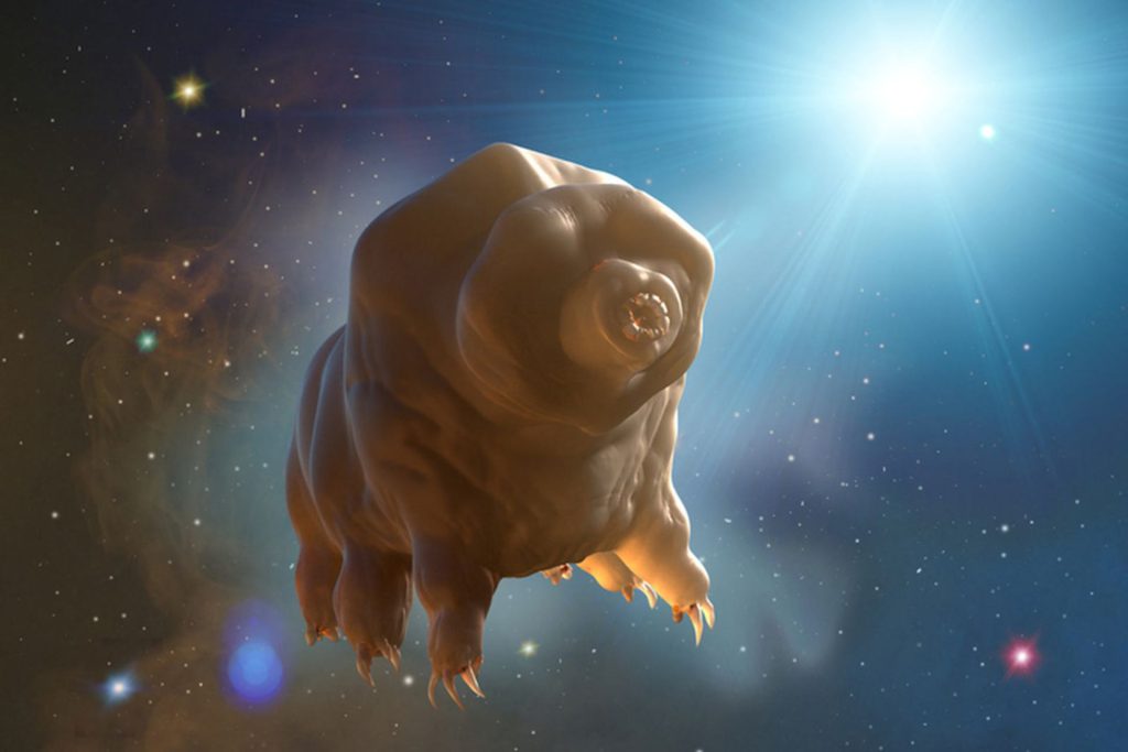 The researchers want to send the bears to other solar systems.  It should be launched into space with laser cannons