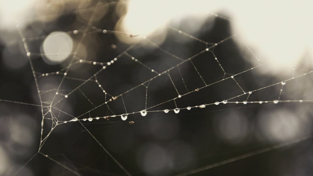 Spider's thread strengthens cancer-inhibiting protein Spider's thread stops cancer