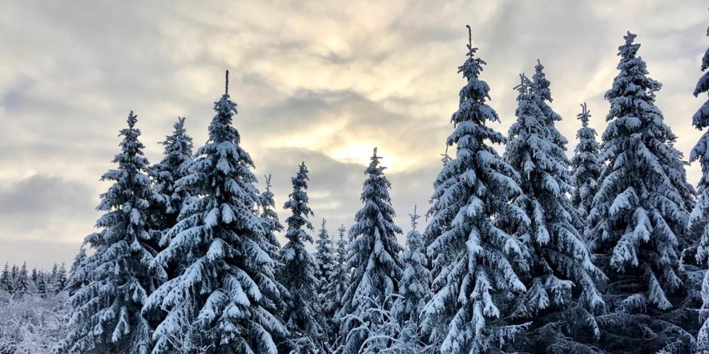 It took thousands of years for the Swedish spruce to “repeat”