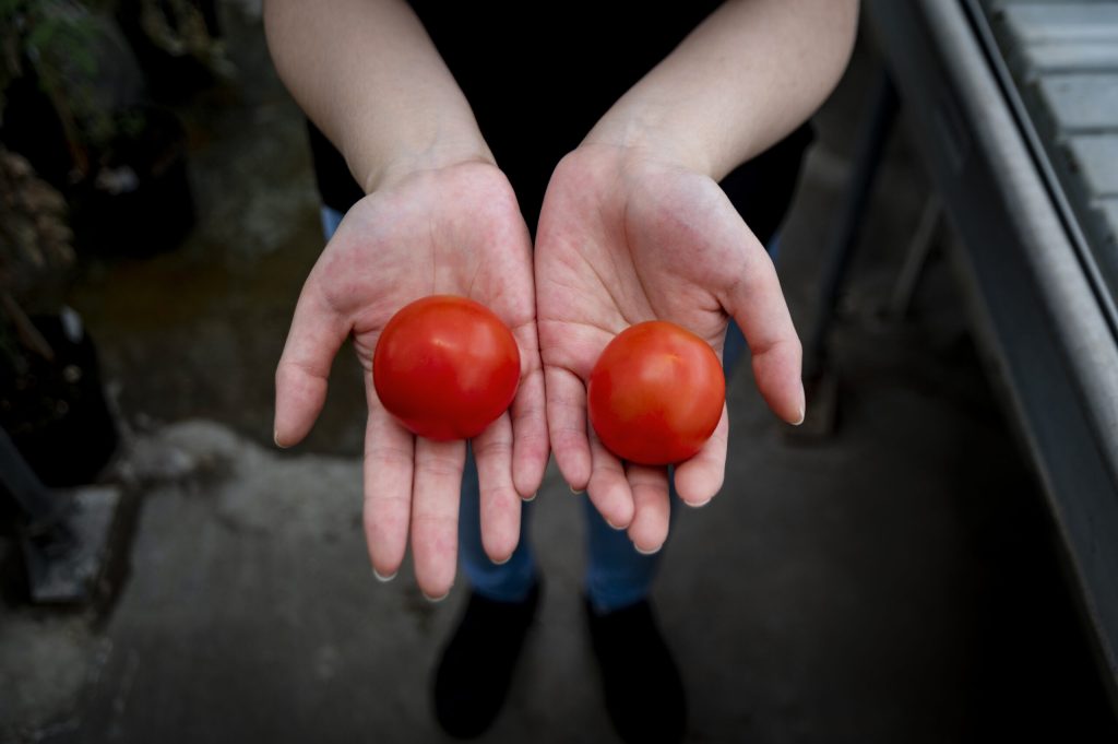 Genetically modified tomatoes may be a new source of vitamin D.