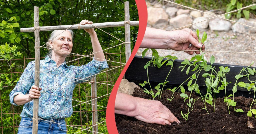Simple climbing support for scented peas and other climbers