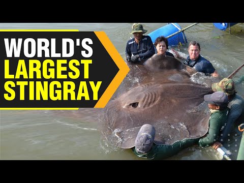 The world's largest freshwater fish is found in Cambodia.  Burami stingray weighs 300 kg.