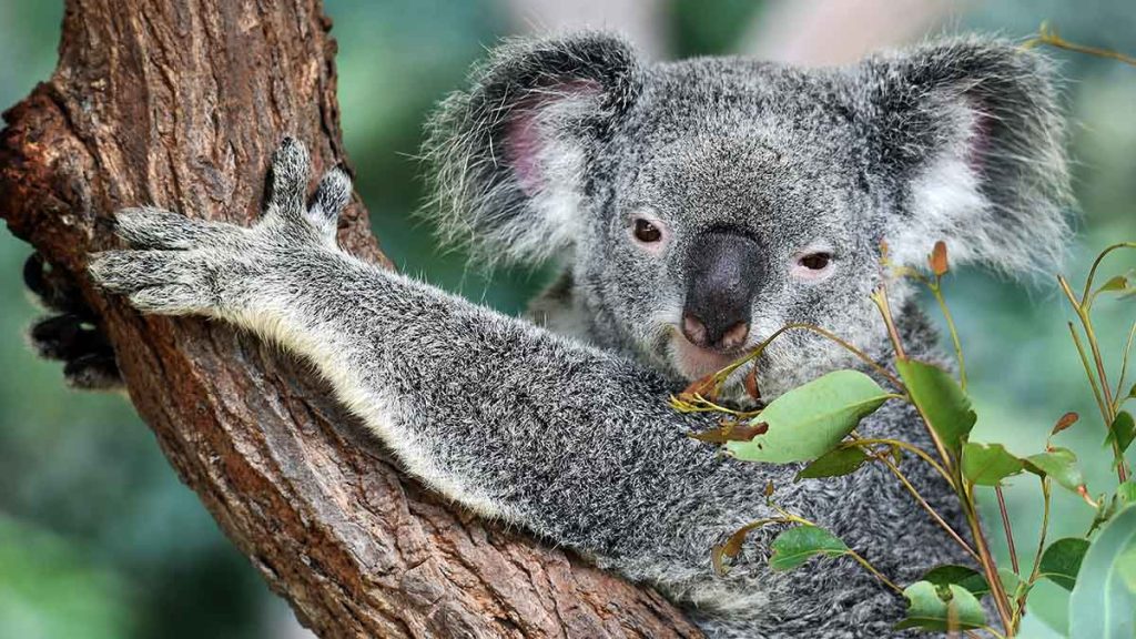 Discovery of new retroviruses in the genome of koalas