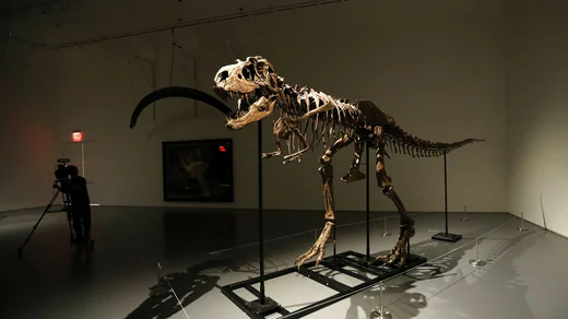 Gorgosaurus predatory dinosaur skeleton for auction.