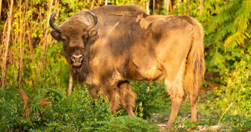 Thousands of years later: now bison are back in Britain