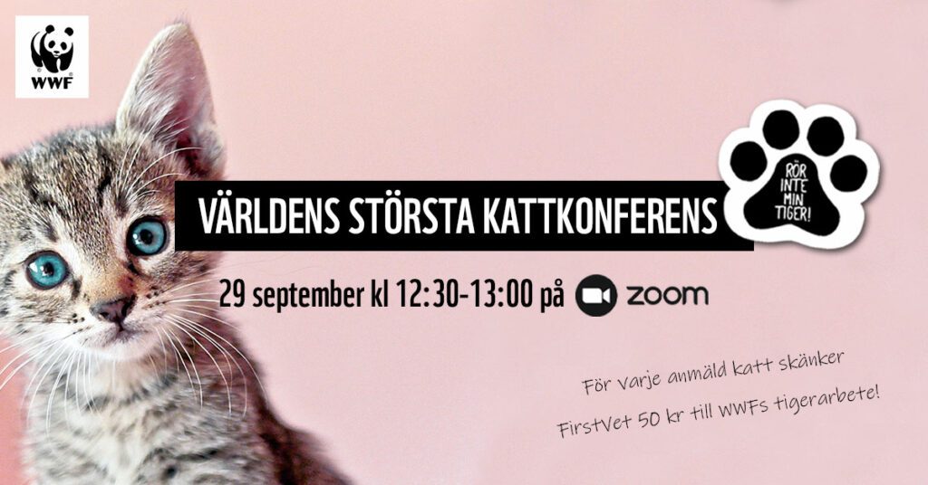 The world's largest cat conference - September 29