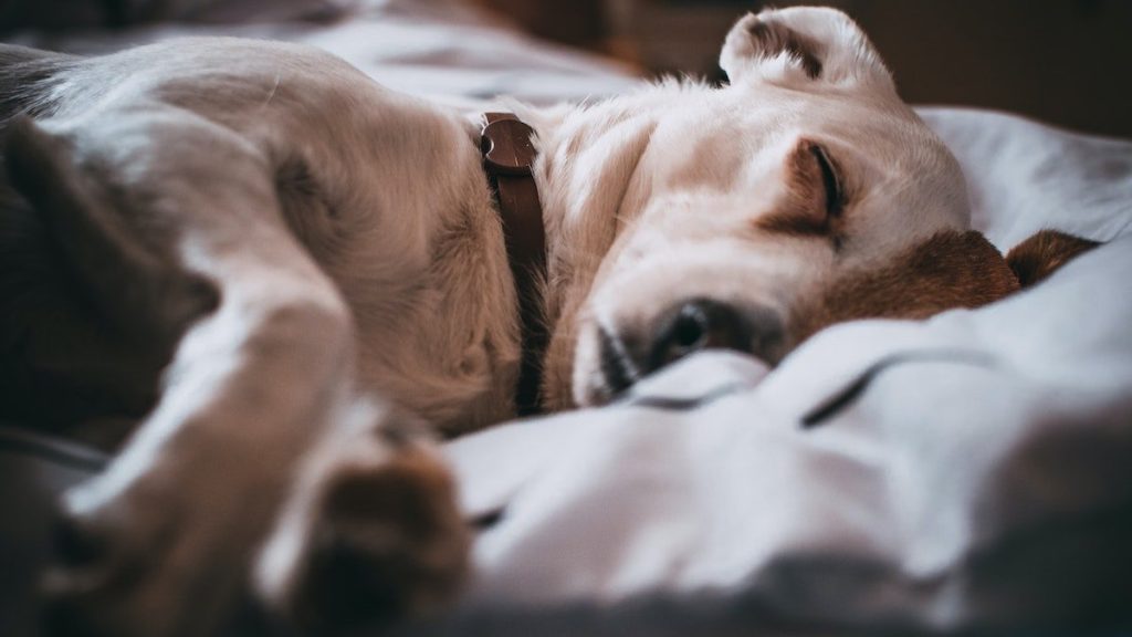 Hund i Frankrike smittad med apkoppor – forskare oroade