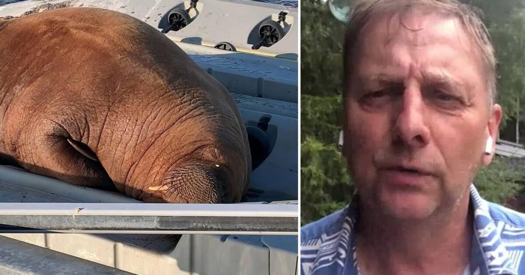 Expert: Expect more visits by walruses