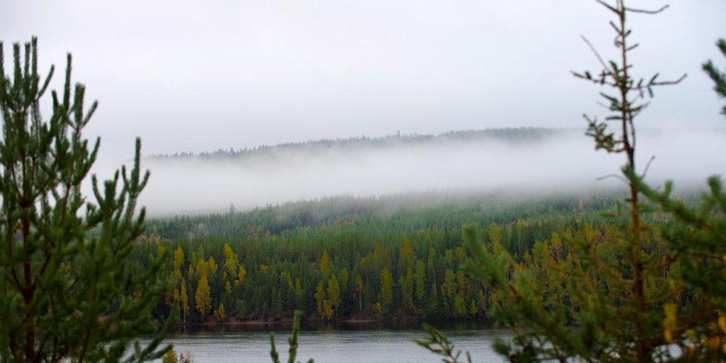Northern forests are sensitive to heat