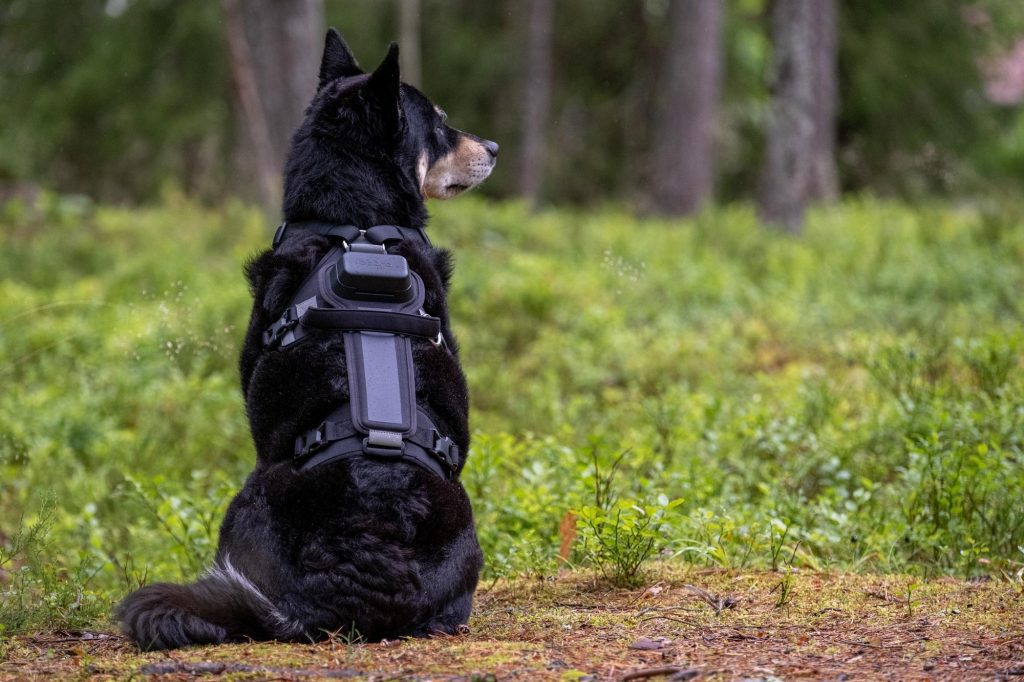 Test: Track Dog – GPS transmitter charged with solar cells