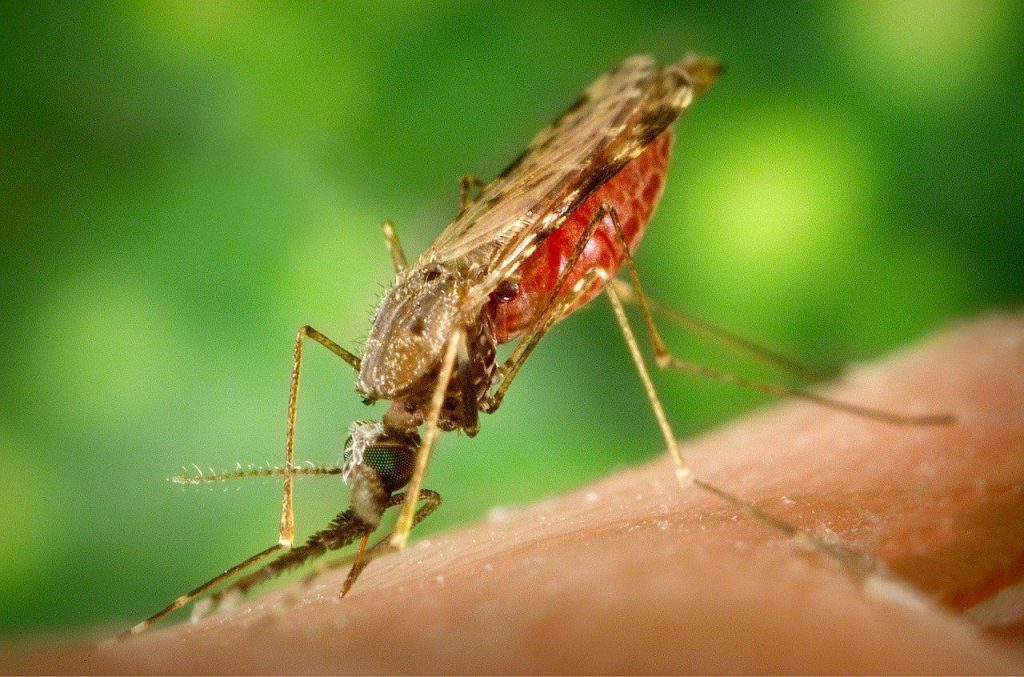 malaria vaccine success