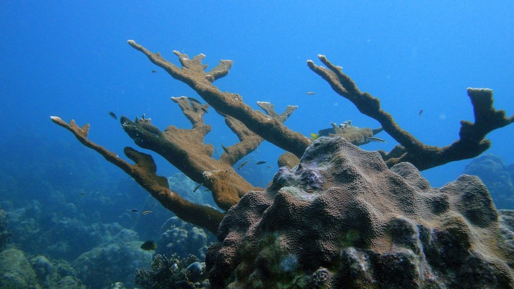 Stort genombrott för forskare att rädda koraller