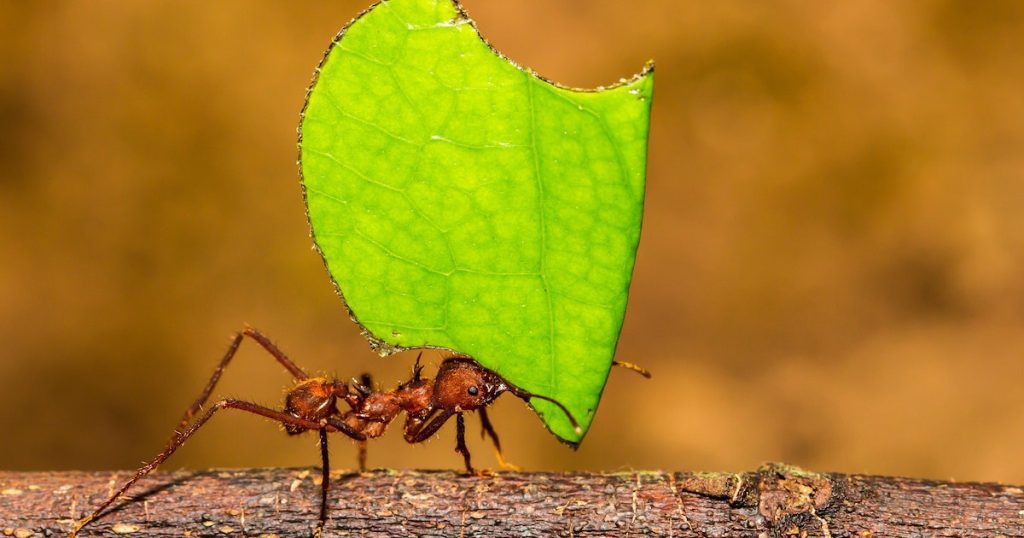 Calculation: This is how many ants there are on the ground