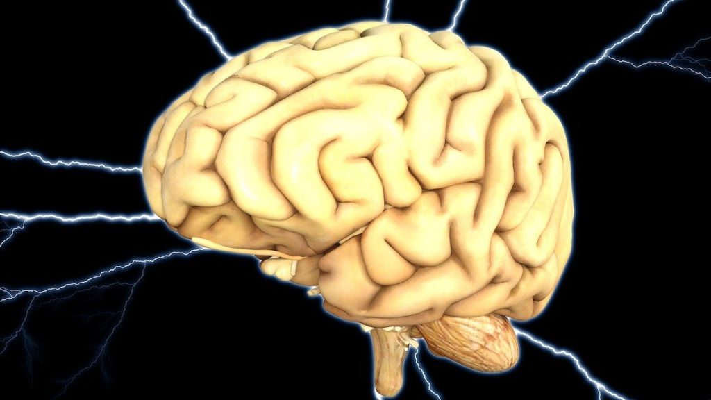 Studie: ”Minnesprotes” hjälper skadade hjärnor att minnas