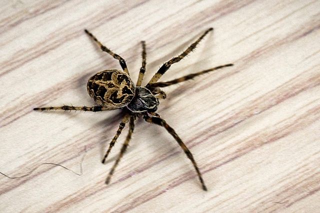 The team does a lot of research on the Swedish species of spider, the bridge spider.