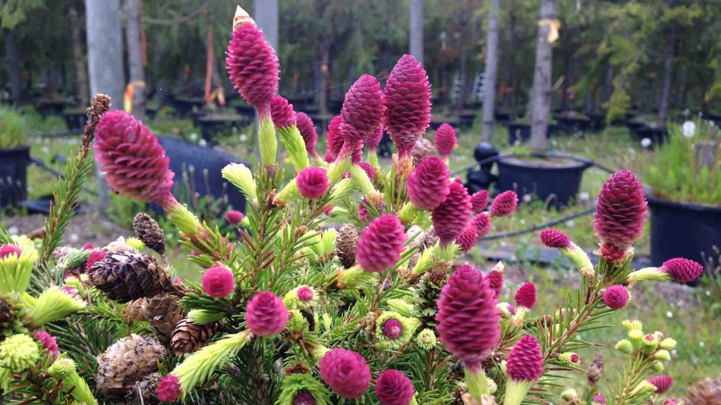 The gene behind the pinecones has been found –