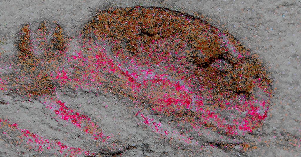 Fossils 525 million years old may reveal the oldest sample of the brain