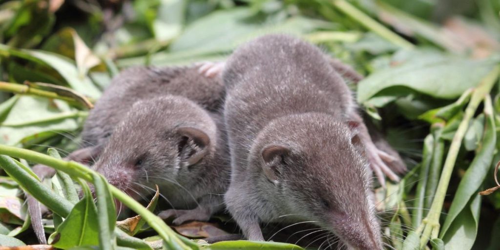 New mammals have been found in Britain for the first time in a hundred years