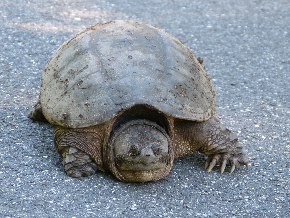 Understanding Common Snapping Turtles: Behavior and Conservation