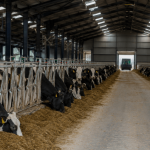 Surge in ‘Battery Cow’ Dairy Farming Across the UK as Farmers Battle Rising Costs